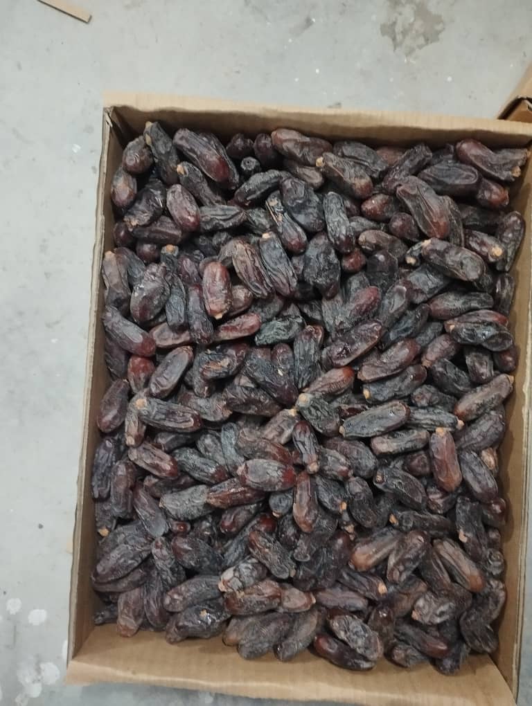 تصویر 4 از فروش ویژه خرمای ربی سیستان و بلوچستان + قیمت مناسب