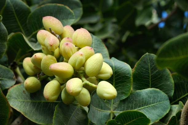 پسته پیوندی