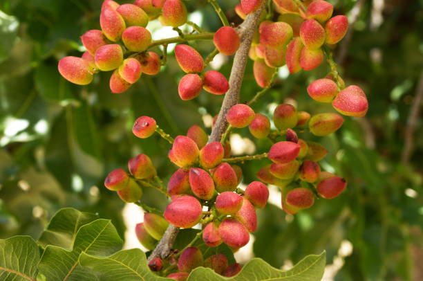 خرید پسته پیوندی