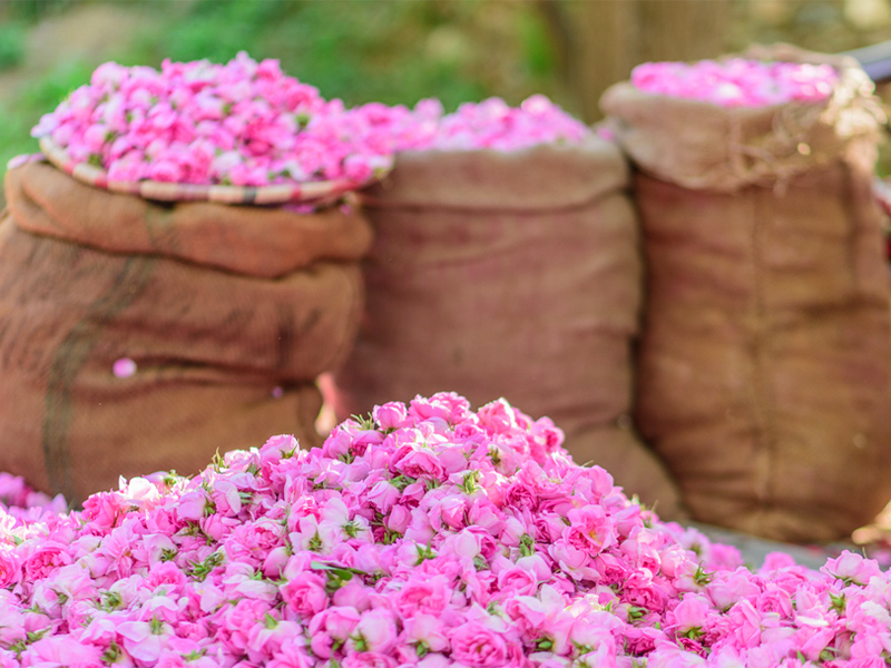 فروش عمده گلاب اصل کاشان + ارگانیک