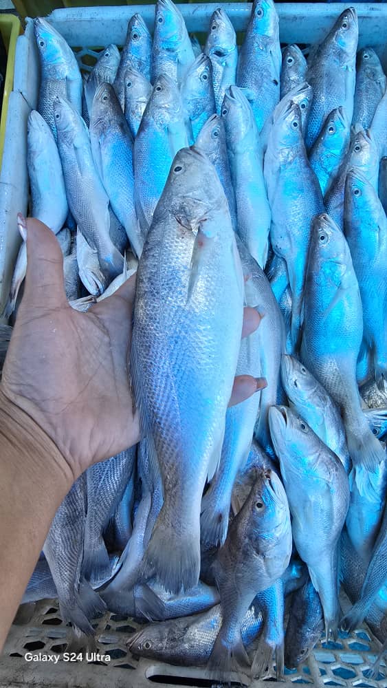 تصویر 1 از خرید آنلاین ماهی تازه