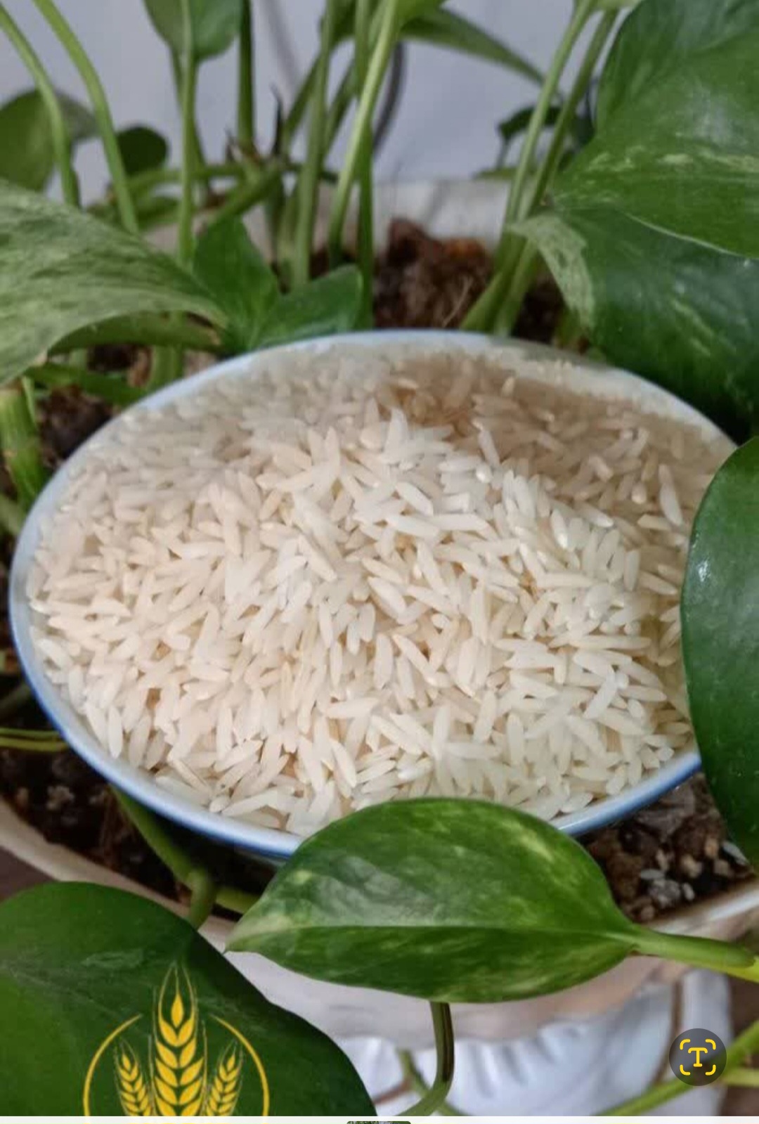 خرید برنج طارم هاشمی اعلا و مرغوب + خرید باور نکردنی