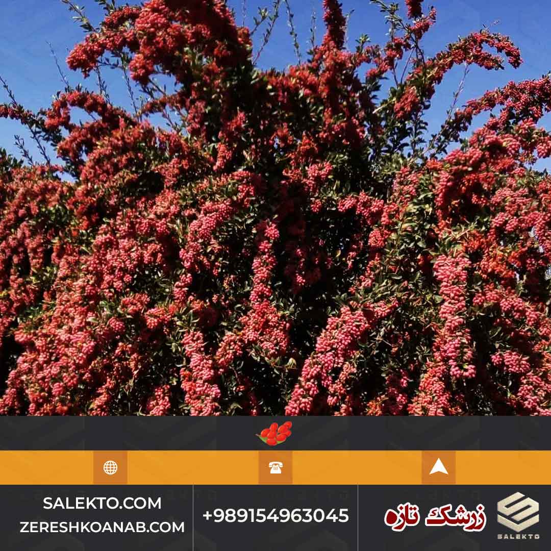 تصویر 3 از خرید زرشک تازه خراسان جنوبی مخصوص تهیه مربا و شربت و ابگیری