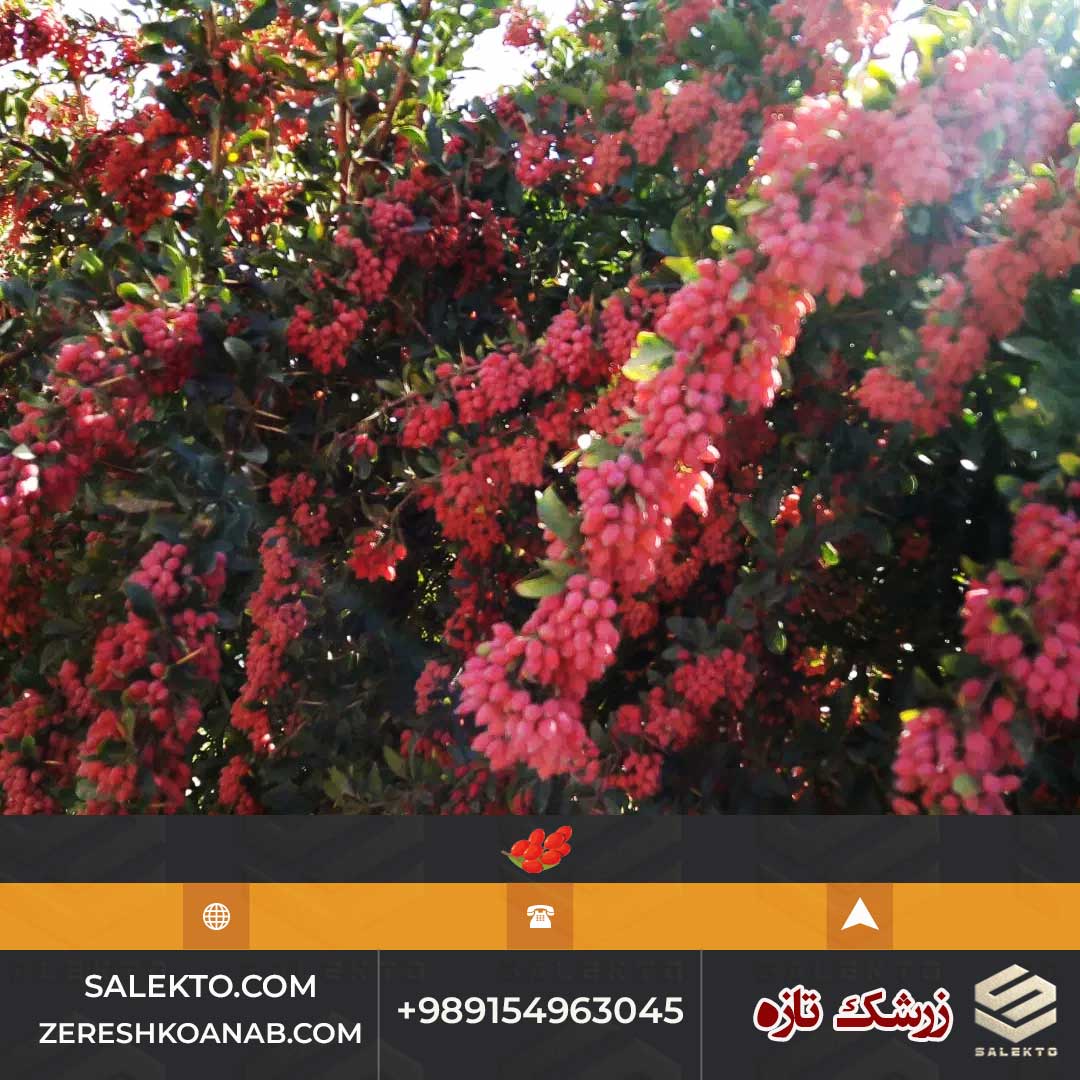 تصویر 4 از خرید زرشک تازه قائنات با بسته‌ بندی بهداشتی و ارسال سریع
