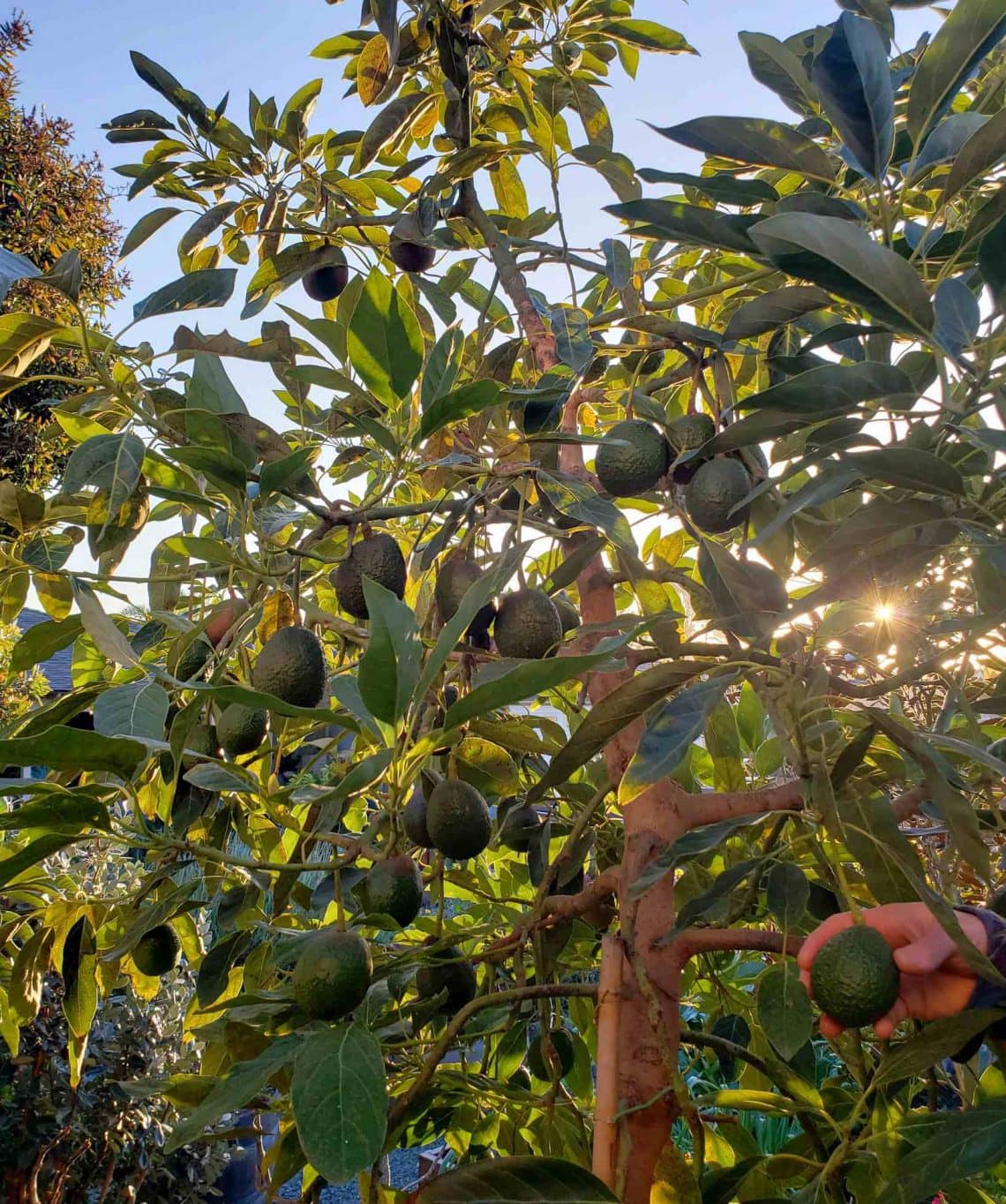 تصویر 2 از قیمت آووکادو ارگانیک + خرید تضمین شده