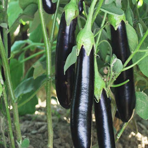 تصویر 1 از بادمجان قلمی بلند + کیفیت ممتاز برای صنایع غذایی و ترشیجات