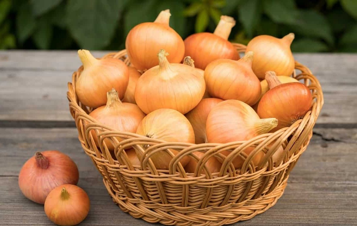تصویر 5 از خرید پیاز زرد اعلا قم + قیمت فروش استثنایی