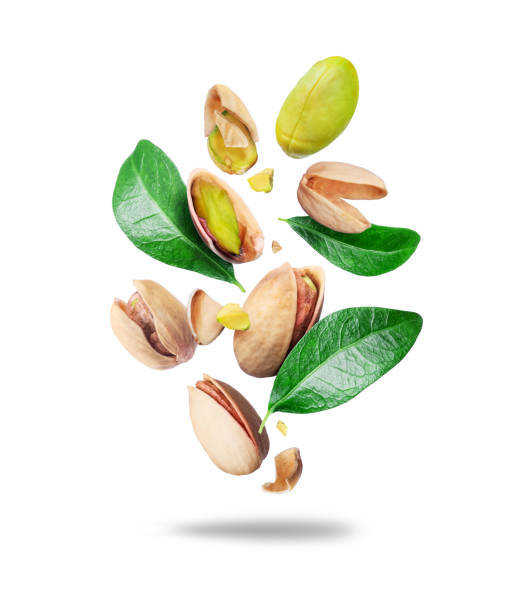 تصویر 3 از خرید پسته اکبری عمده + قیمت فروش استثنایی