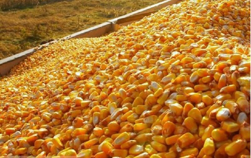 تصویر 2 از سفارش اینترنتی تفاله ذرت