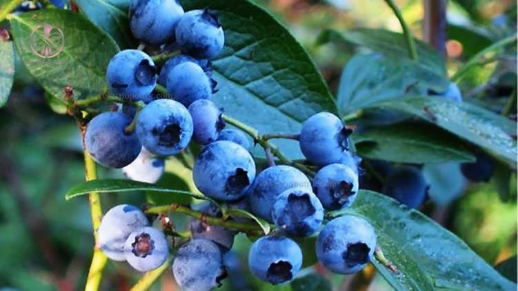 تصویر 4 از نهال بلوبری دو ساله برای باغات تجاری + نهال اصلاح شده