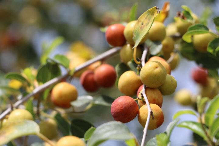 فروش نهال کنار دو ساله + برای کاشت تجاری