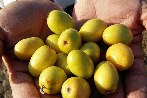 تصویر 4 از فروش نهال کنار دو ساله + برای کاشت تجاری