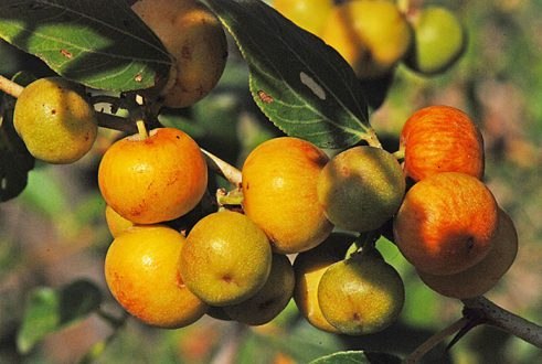 تصویر 1 از فروش نهال کنار دو ساله + برای کاشت تجاری