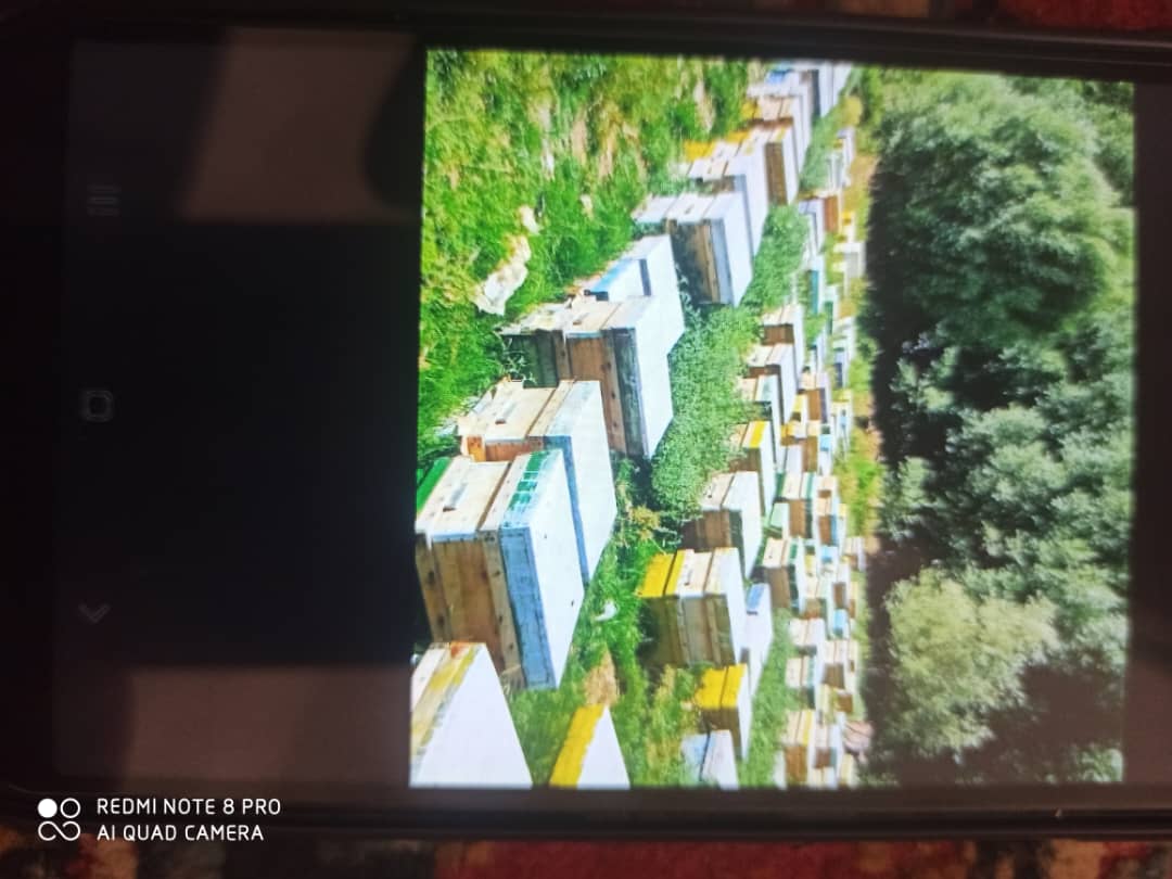 تصویر 1 از عسل ارگانیک آویشن کوهی اصل لرستان