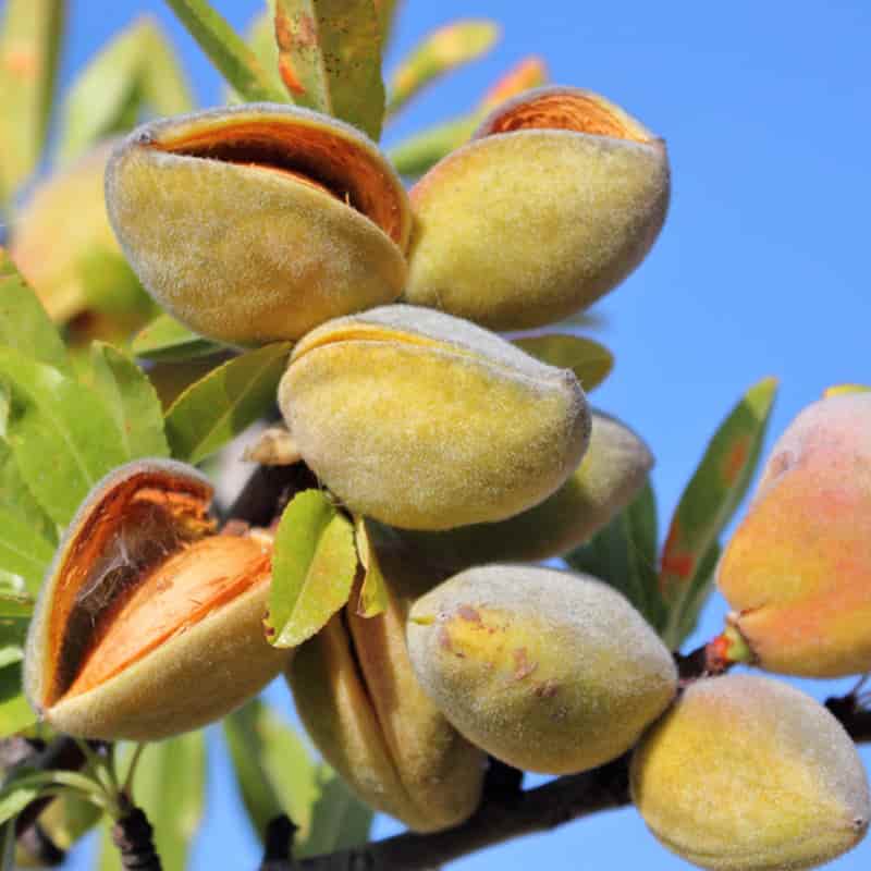 تصویر 2 از قیمت بادام کوهی با کیفیت ارزان + خرید عمده