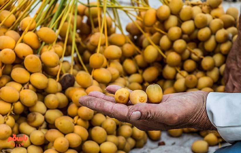 تصویر 1 از قیمت خرید خرما خارک تازه + فروش ویژه