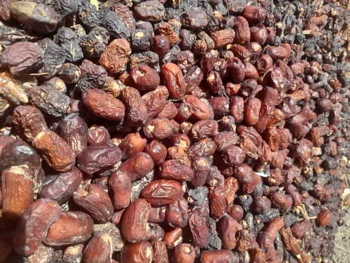 تصویر 2 از فروش عمده انواع ضایعات خرما + قیمت به صرفه