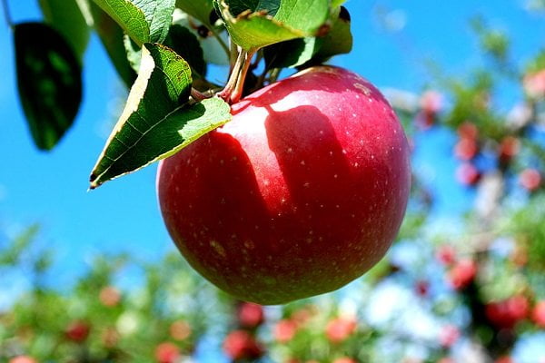 تصویر 4 از قیمت سیب قرمز + خرید باور نکردنی