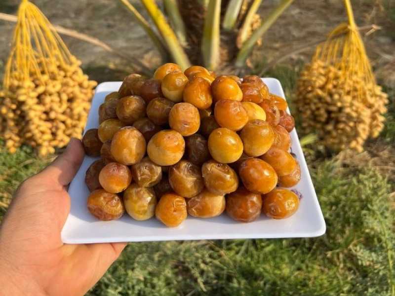 تصویر 6 از قیمت خرید خرما برحی عمده به صرفه و ارزان