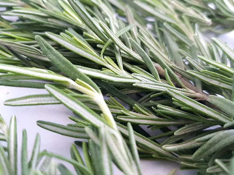 خرید دمنوش رزماری