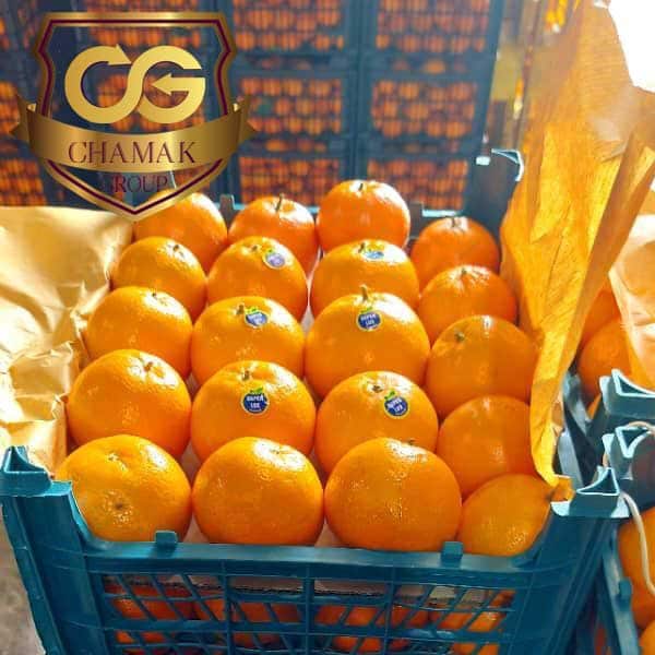 تصویر 3 از خرید و قیمت پرتقال + فروش عمده