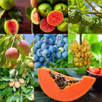 تصویر 6 از خرید نهال استوایی صادراتی با باردهی بالا + فروش نهال گرمسیری