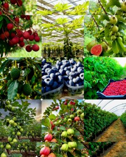 تصویر 1 از خرید نهال استوایی صادراتی با باردهی بالا + فروش نهال گرمسیری