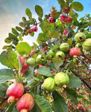 تصویر 2 از خرید نهال استوایی صادراتی با باردهی بالا + فروش نهال گرمسیری