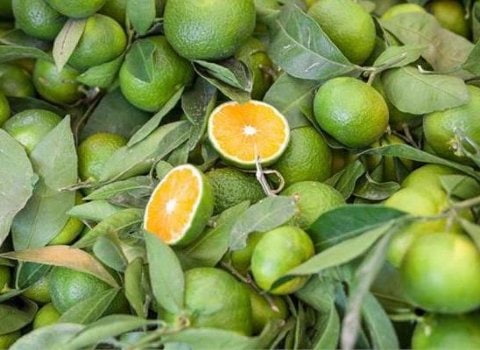 تصویر 2 از فروش نارنگی ژاپنی شمال به صورت عمده