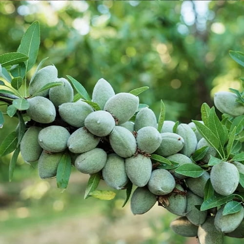 تصویر 4 از خرید مغز بادام درختی + قیمت فروش استثنایی