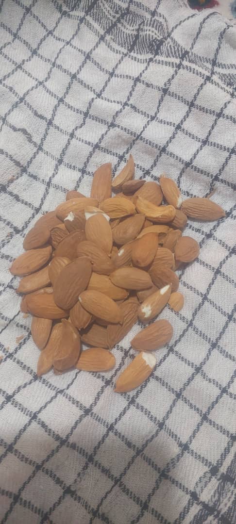 تصویر 1 از فروش ویژه مغز بادام زرین خارجی + خرید به صرفه
