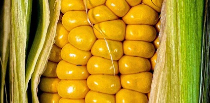 تصویر 4 از قیمت ذرت نیمه آماده با کیفیت ارزان + خرید عمده