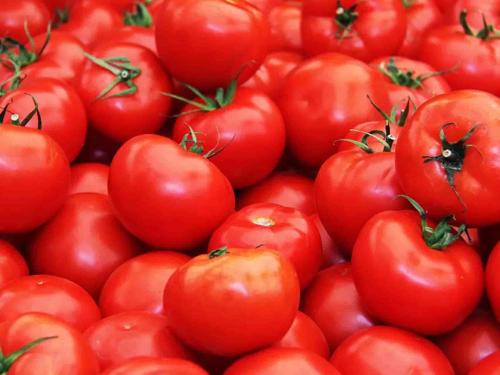تصویر 2 از خرید گوجه فرنگی  + بهترین قیمت