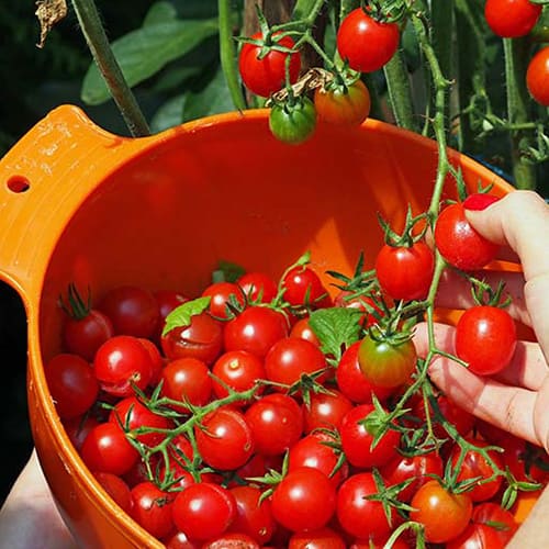 تصویر 1 از خرید گوجه فرنگی  + بهترین قیمت