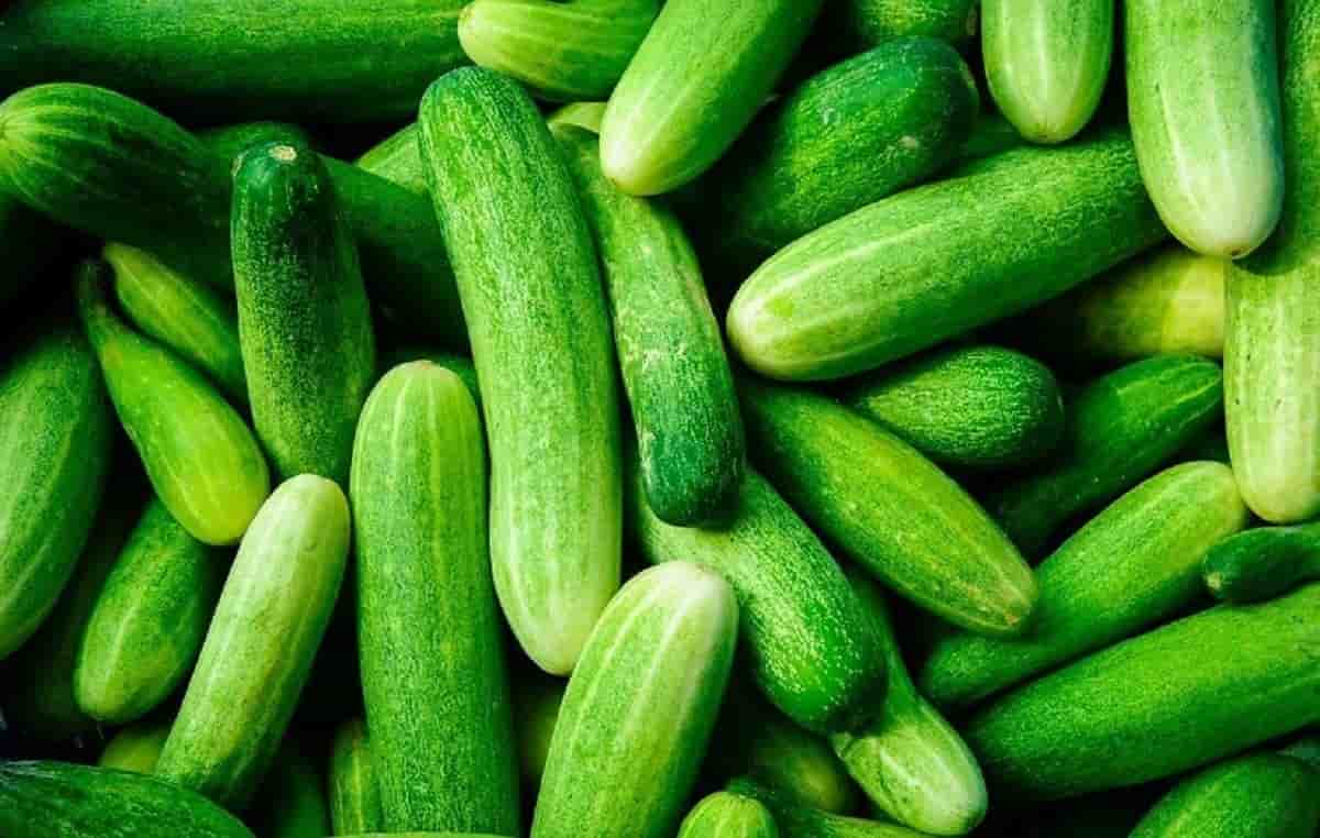 تصویر 1 از خرید خیار + قیمت عالی باکیفیت
