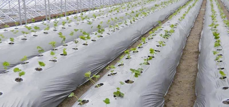 تصویر 1 از قیمت خرید پاستیک گلخانه ای با فروش عمده