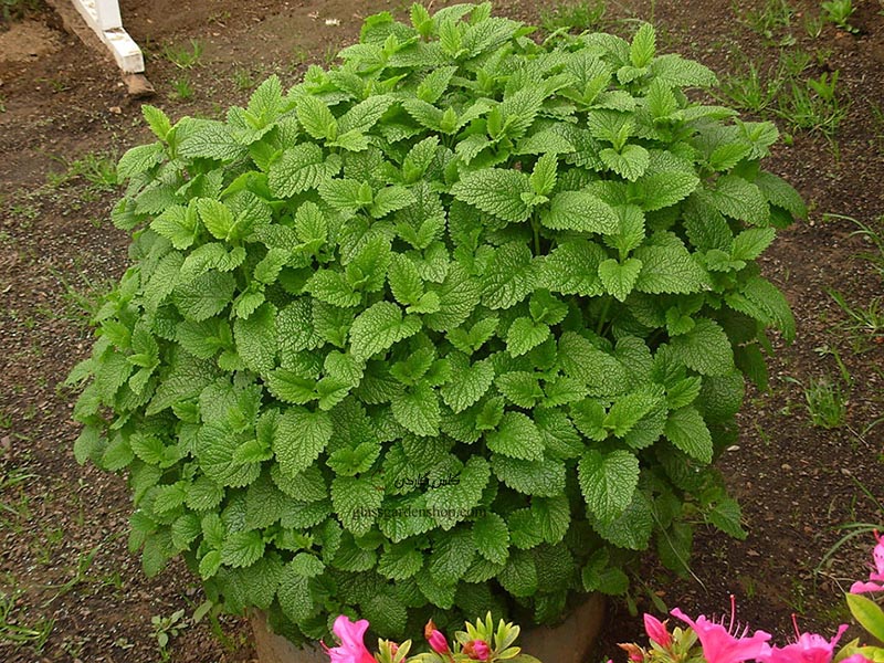 خرید و فروش عمده بادرنجبویه برگ صادراتی با کیفیت ممتاز