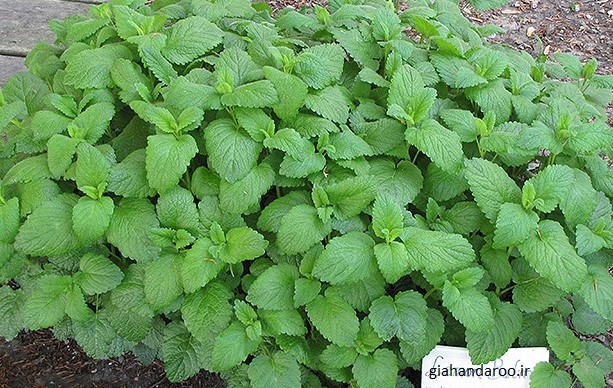 تصویر 4 از خرید و فروش عمده بادرنجبویه برگ صادراتی با کیفیت ممتاز