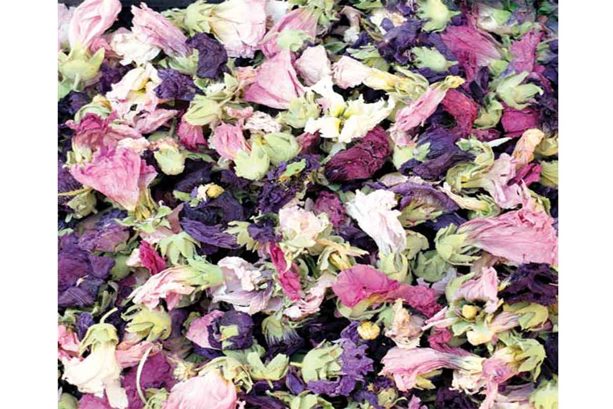 خرید و فروش عمده گل ختمی رنگی صادراتی با قیمت ویژه