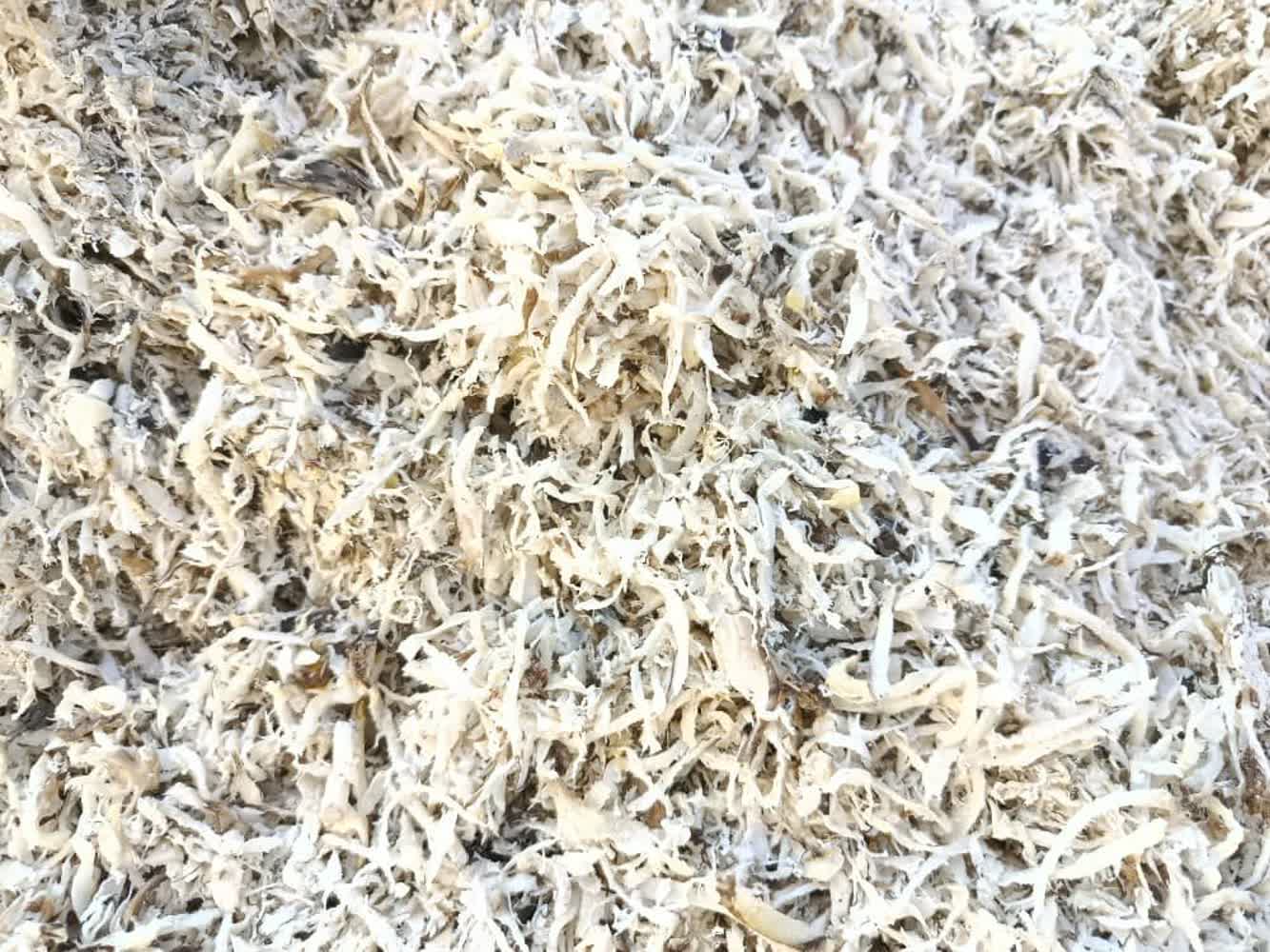 تصویر 1 از خرید تفاله تر چغندر ارزان