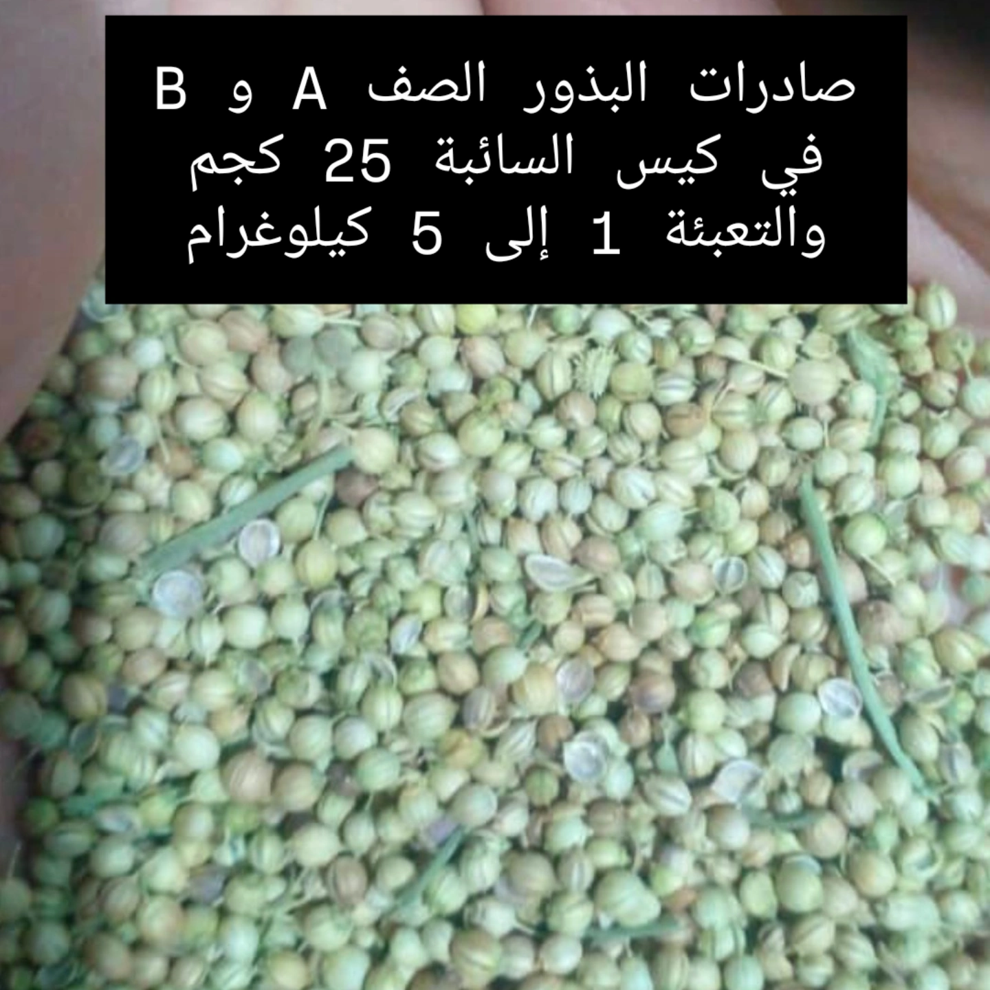 قیمت خرید بذر گشنیز با کیفیت از فروشگاه آناهیتا گشنیز