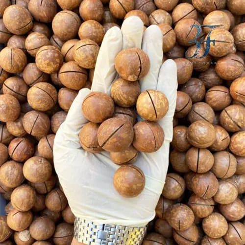 تصویر 2 از خرید بادام ماکادمیا + قیمت عالی با کیفیت