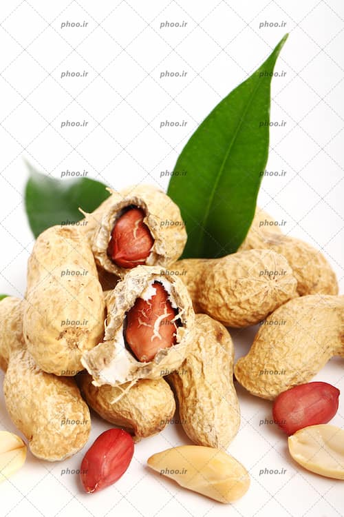 تصویر 4 از فروش عمده بادام زمینی غلاف دار نمکی