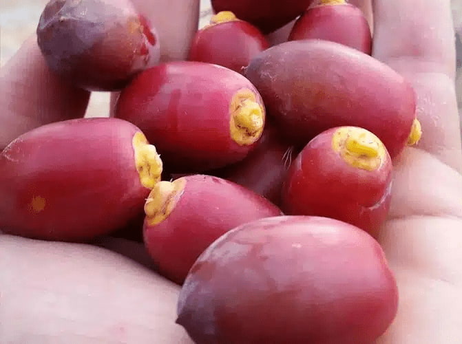 تصویر 3 از خرید و قیمت خرما خارک + فروش عمده