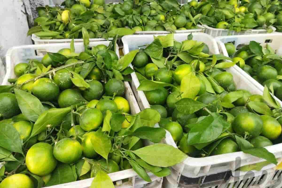 تصویر 1 از قیمت  نارنگی سبز + خرید باور نکردنی