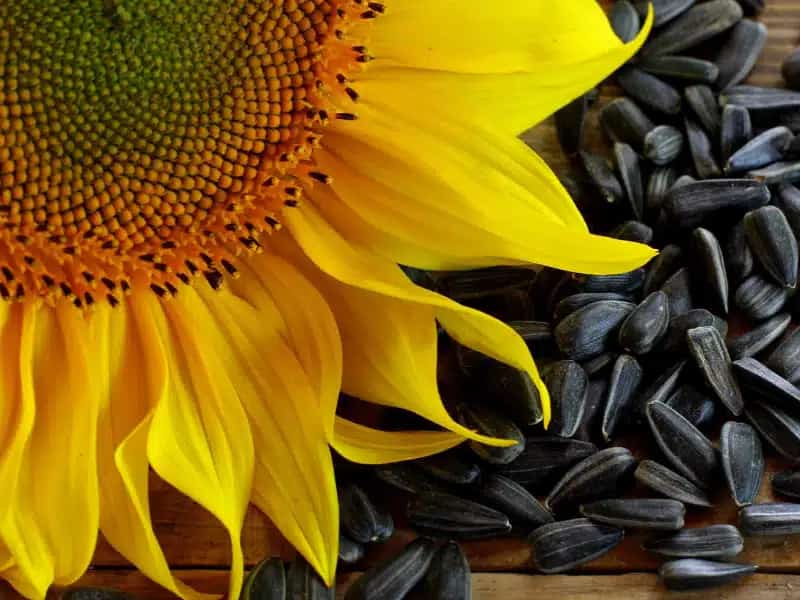 تصویر 3 از خرید تخمه آفتاب گردان + قیمت فروش استثنایی