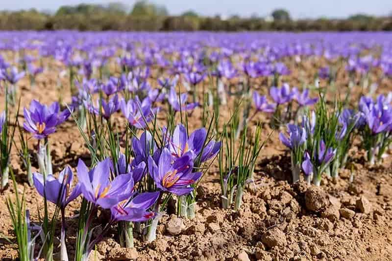 تصویر 3 از خرید و قیمت زعفران ایرانی اصیل + فروش صادراتی