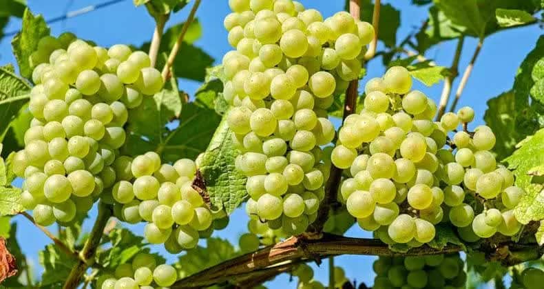 تصویر 4 از قیمت خرید انگور زرد عسگری  + فروش ویژه