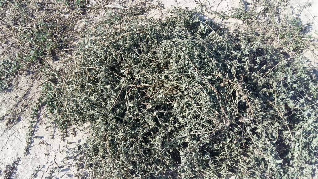 تصویر 2 از خرید و فروش عمده نعناع فلفلی خشک بحال خود با قیمت رقابتی
