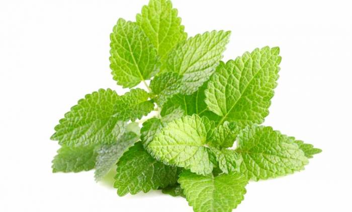 تصویر 3 از خرید و فروش عمده بادرنجبویه برگ خشک صادراتی با قیمت مناسب